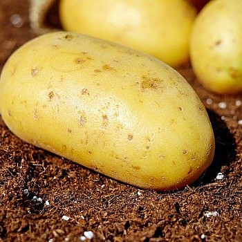 Τελικά οι πατάτες μπορεί να είναι πιο υγιεινές από ό,τι πιστεύαμε!