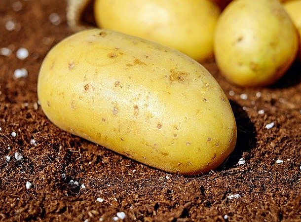 Τελικά οι πατάτες μπορεί να είναι πιο υγιεινές από ό,τι πιστεύαμε!