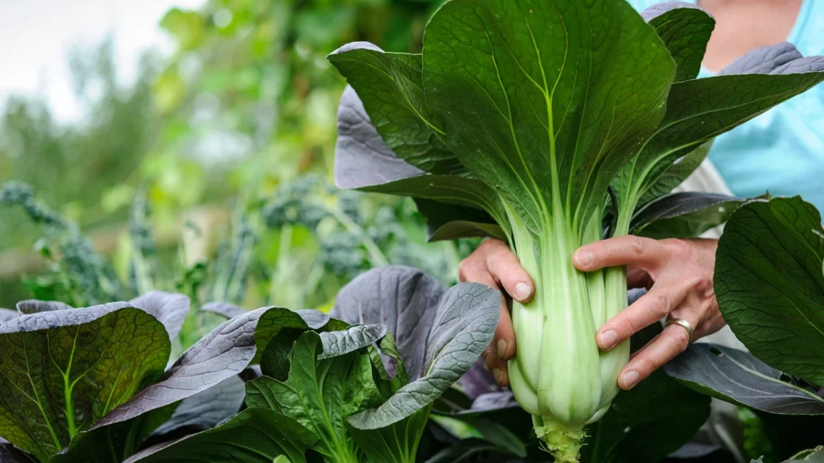 Χοληστερίνη: Η απλή τροφή που μπορεί να βοηθήσει στην μείωσή της