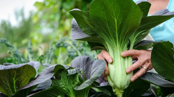 Χοληστερίνη: Η απλή τροφή που μπορεί να βοηθήσει στην μείωσή της