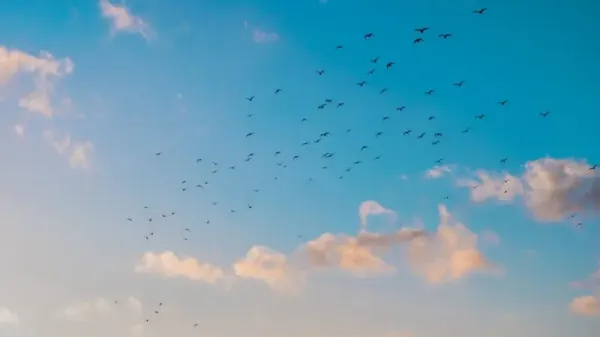 Το νησί των Αζορών που σβήνει τα φώτα για να σώσει χιλιάδες θαλασσοπούλια