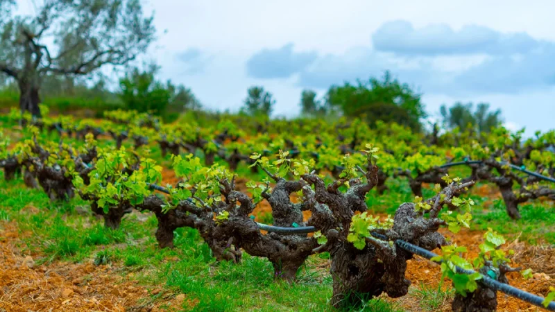 Ο άγνωστος ελληνικός προορισμός που μοιάζει με Τοσκάνη και είναι μόλις 2 ώρες από την Αθήνα